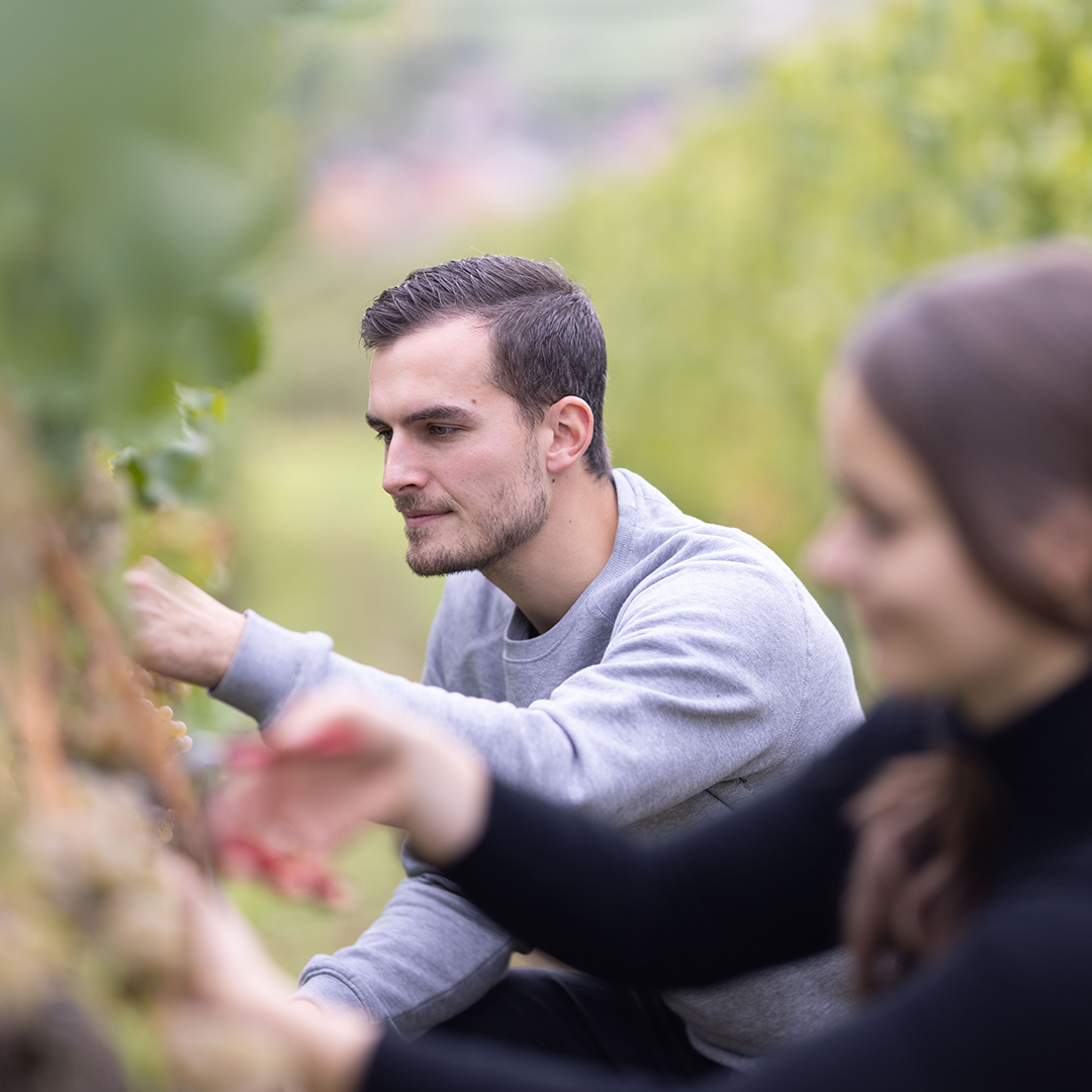 Winzer Sebastian Baum vom Weingut lena und sebastian Ingelheim in der Weinlese